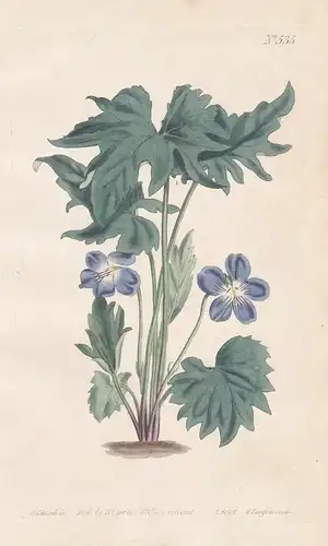 Viola Palmata. Palmated Violet. Tab. 535 - Veilchen Viole violet / Virginia / Pflanze plant / flower flowers B