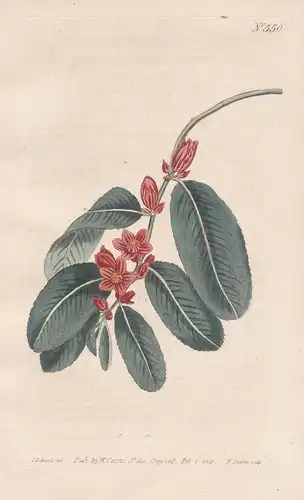 Samyda Rose. Rose-coloured Samyda. Tab. 550 - West Indies Jamaica Jamaika / Pflanze plant / flower flowers Blu