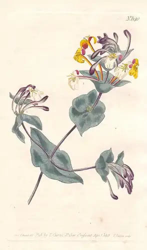 Lonicera Implexa. Minorca Honeysuckle. Tab. 640 - Geißblatt honeysuckle Heckenkirsche / Pflanze plant / flower