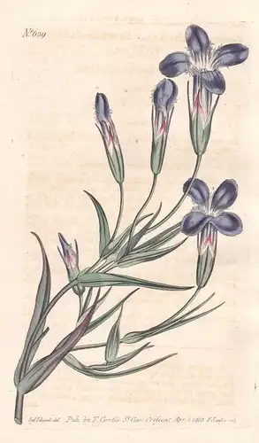 Gentiana Ciliata. Fringed-flowered Gentian. Tab. 639 -  Fransenenzian Enzian Gentian / Alpen alps / Pflanze pl