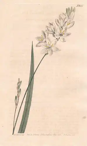 Ixia Erecta. Upright Ixia. Tab. 623 - Ixie Klebschwertel Mistelblume corn lily Lilie / Südafrika South Africa