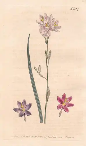 Ixia Flexuosa. Flexuose Ixia. Tab. 624 - Ixie Klebschwertel Mistelblume corn lily Lilie / Pflanze plant / flow