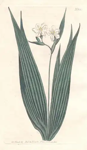 Marica Plicata. Small-flowered Marica. Tab. 655 - Schwertlilie Lilie lily / America Amerika / Pflanze plant /