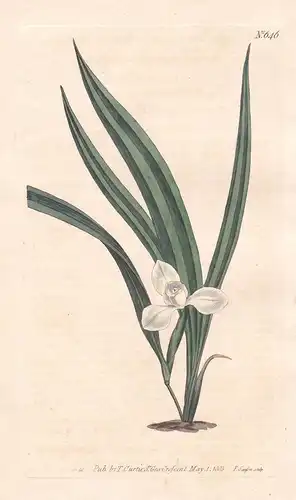 Marica Paludosa. Marsh Marica. Tab. 646 - Schwertlilie Lilie lily / Guyana / Pflanze plant / flower flowers Bl