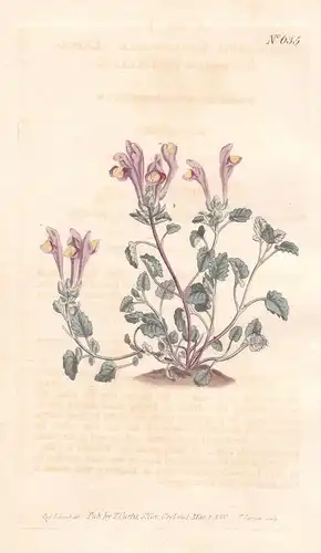 Scutellaria Grandiflora. Large-flowered Scutellaria. Tab. 635 - Helmkraut skullcap / Georgia / Pflanze plant /