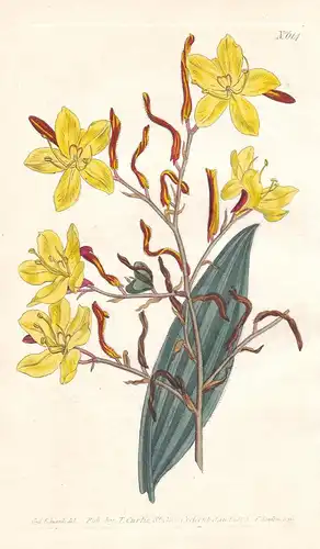 Wachendorfia Hirsuta. Hairy Wachendorfia. Tab. 614 - Lilie Lily / South Africa Südafrika / Pflanze plant / flo