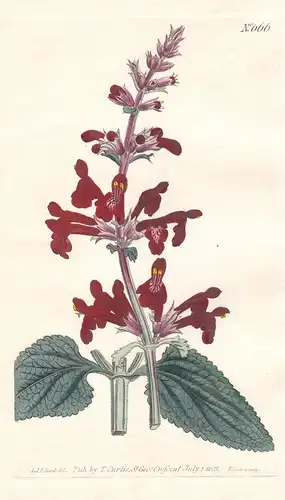 Stachys Coccinea. Scarlet Stachys. Tab. 666 - Scharlach-Heckennessel Texas-Zentigie scarlet hedgenettle Texas