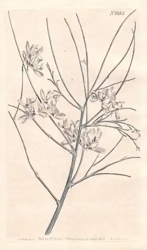 Spartium Monospermum. White single-seeded broom. Tab. 683 - Pfriemenginster Ginster broom / Pflanze plant / fl