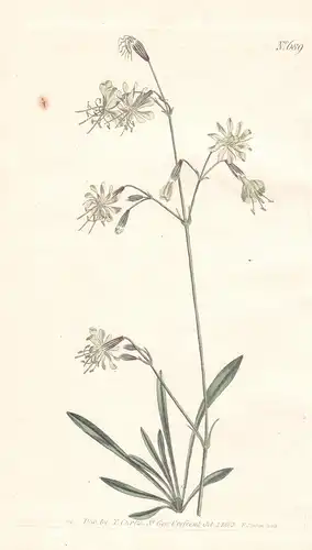 Silene Saxatilis. Stone catch-fly. Tab. 689 - Catchfly Felsen-Leimkraut Lichtnelke Nachtnelke Leimkraut / Sibe