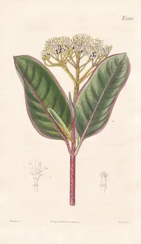 Viburnum Nudum. Oval-leaved Viburnum. Tab. 2281 - Viburnum nudum cassinoides / Carolina Virginia / Pflanze pla
