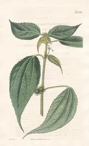 Triumfetta Annua. Annual Triumfetta. Tab. 2296 - Burbark / East Indies / Pflanze plant / flower flowers Blume