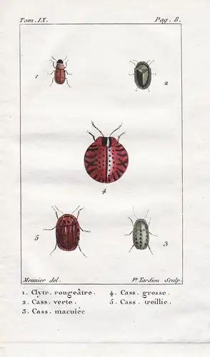 Clytr. rougeatre - Cass. verte - ... - Käfer beetle scarabée Insekten Insekt insect insects insecte
