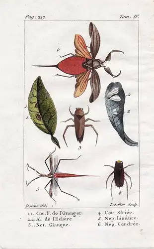 Coc. f. de l'Oranger - ... - Fliegen fly mouche Käfer beetle scarabée Insekten Insekt insect insects insecte