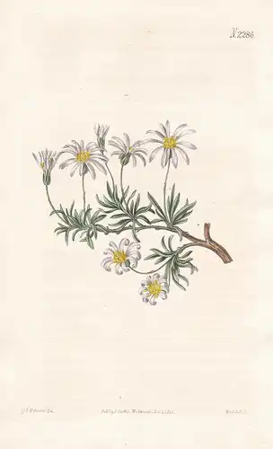 Aster fruticulosus. Shrubby Starwort. Tab. 2286 - South Africa Südafrika / Pflanze plant / flower flowers Blum