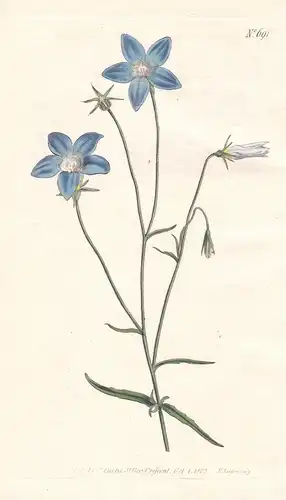 Campanula Gracilis. Slender bell-flower. Tab. 691 - bellflower Glockenblume Glockenblumen / Australia New Zeal
