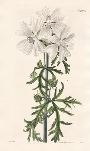 Malva Moschata. Var. Undulata. Undulated musk Mallow. Tab. 2298 - Moschus-Malve Indische Hibiscus-Malve Malven