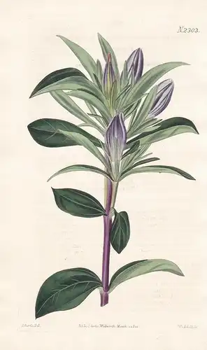 Gentiana Intermedia. Intermediate Gentian. Tab. 2303 - Enzian Gentian / Virginia / Pflanze plant / flower flow