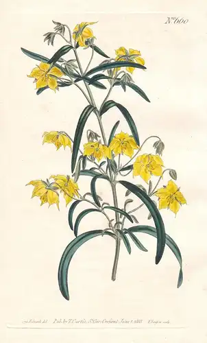 Lysimachia Quadriflora. Four-flowered Loose-Strife. Tab. 660 - Blutweiderich fourflower yellow loosestrife / N