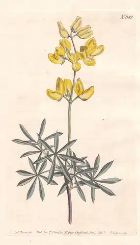 Lupinus Arboreus. Tree Lupin. Tab. 682 - Baumlupine Strauchlupine Lupine Lupinen / Pflanze plant / flower flow