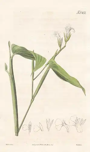 Maranta Arundinacea. Indian Arrow-Root. Tab. 2307 - arrowroot Pfeilwurz araru araruta / South America Südameri