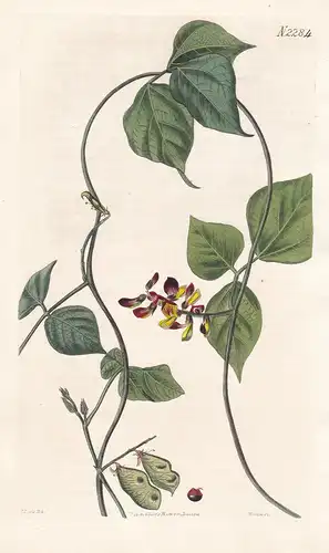 Glycine Phaseoloides. Lesser Red-bead Glycine. Tab. 2284 - Bohne bean / West Indies / Pflanze plant / flower f