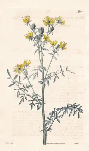 Ruta Angustifolia. Narrow-leaved Rue. Tab. 2311 - Schmalblättrige Raute rue / Pflanze plant / flower flowers B