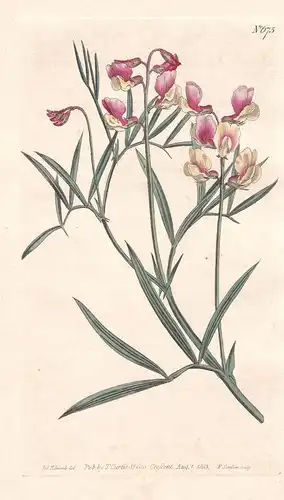 Orobus Varius. Particoloured Bitter-vetch. Tab. 675 - Bitter-Wicke Linsen-Wicke / Pflanze plant / flower flowe