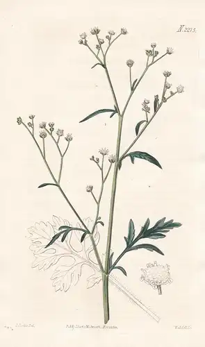 Parthenium Hysterophorus. Cut-leaved Parthenium. Tab. 2275 - feverfew whitetop weed Santa-Maria Mutterkraut We