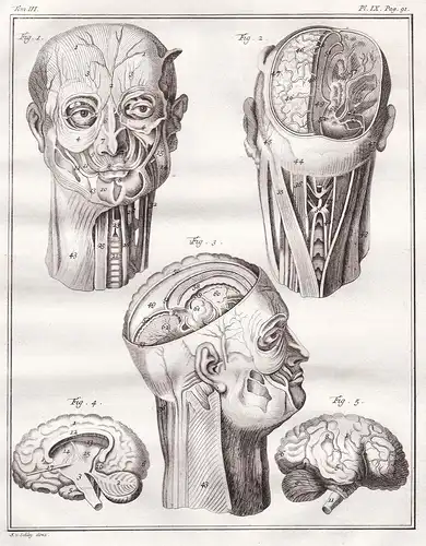 Kopf head Gehirn brain / Mensch person / anatomy Anatomie / Medizin medicine