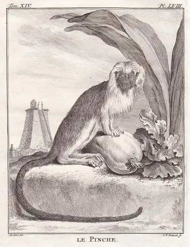 Le Pinche - Cotton-top tamarin Lisztaffe Pinché à crête blanche / Affe monkey Affen monkey singe Primate prima
