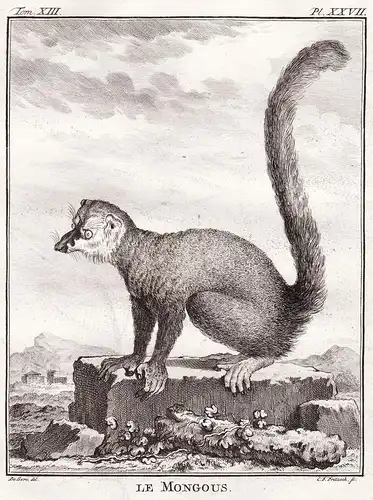 Le mongous - Mongoose lemur Mongozmaki / Affen monkeys Affe monkey / Tiere animals animaux