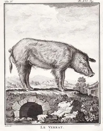 Le Verrat - boar Wildschwein / Tiere animals animaux
