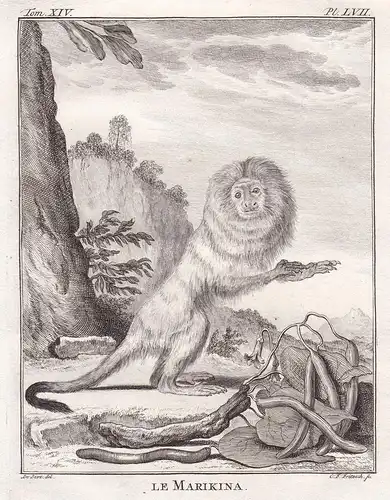 Le Marikina - tamarin Löwenäffchen / Affe monkey Affen monkey singe Primate primates / Tiere animals animaux