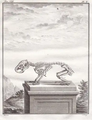 Pl. V. - Meerschweinchen Guinea pig cavy Cobaye / Skelett skeleton / Tiere animals animaux