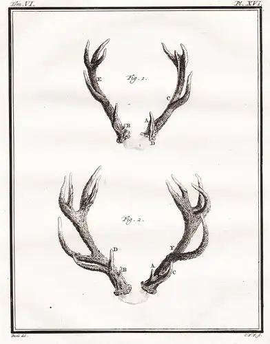 PL. XVI. - deer Daim Damhirsch Damwild Hirsch Reh cerf / Geweih horns antlers / Jagd hunting / Tiere animals a