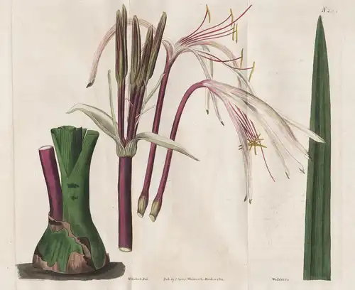 Crinum Ensifolium. Sword-leaved Crinum. Tab. 2301 - Hakenlilie Amaryllis Ritterstern Lilie lily / Pflanze plan