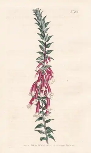 Epacris Grandiflora. Crimson Epacris. Tab. 982 -  heath Heidekraut / Pflanze plant / flower flowers Blume Blum