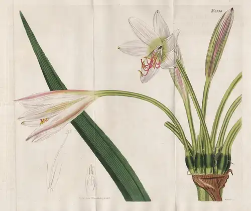 Crinum Hybridum Erubescente-Capense. Hybrid Erubescent Cap Crinum. Tab. 2336 - Hakenlilie Amaryllis Ritterster