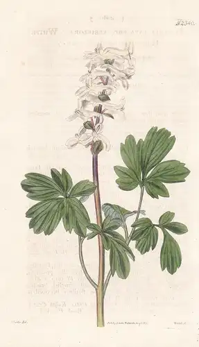 Fumaria Cava var. Albiflora. White Hollow-rooted Fumitory. Tab. 2340 -  Lerchensporn Zottelhose / South Africa