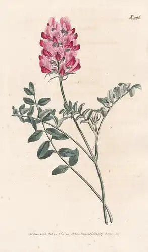 Hedysarum Roseum. Rose-coloured Hedysarum. Tab. 996 - Süßklee sweetvetch Klee vetch / Kaukasus Caucasus / Pfla