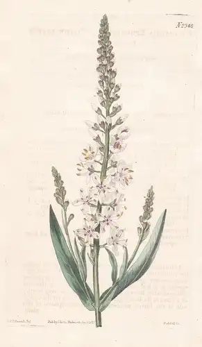 Lysimachia Ephemerum. Willow-leaved Loose-Strife. Tab. 2346 - Felberich milky loosestrife / Pflanze plant / fl