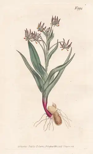 Melanthium Viride. Branching Melanthium. Tab. 994 - Poke poke corn-lily Lilie Maislilie Nieswurz / South Afric