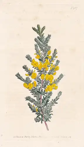 Pultenaea Villosa. Villous Pultenaea. Tab. 967 - Buscherbse handsome bush-pea Erbse / Australia Australien / P