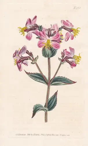 Rhexia Virginica. Virginian Rhexia. Tab. 968 - Virginia-Wiesenschönheit meadow-beauty / North America Nordamer