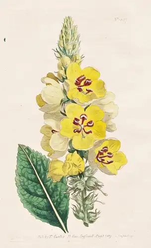 Verbascum Ovalifolium. Oval-leaved Mullein. Tab. 1037 - Caucasus / Pflanze plant / flower flowers Blume Blumen