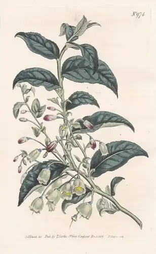 Vaccinium Arctostaphylos. Madeira whortle-beery. Tab. 974 - Heidelbeere whortleberry Beere beery / Madeira / P