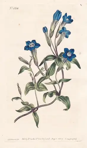 Gentiana Caucasea. Caucasian Gentian. Tab. 1038 - Caucasus / Pflanze plant / flower flowers Blume Blumen / bot