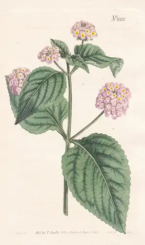 Lantana Annua. Annual Lantana. Tab. 1022 - West Indies / Pflanze plant / flower flowers Blume Blumen / botanic