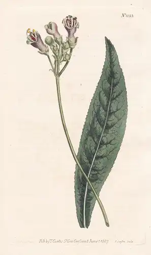 Gesneria Tomentosa. Wooly Gesneria. Tab. 1023 - Rhytidophyllum tomentosum / West Indies / Pflanze plant / flow