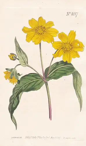 Verbesina Sativa. Oil-seed Verbesina. Tab. 1017 - crownbeard / India Indien / Pflanze plant / flower flowers B